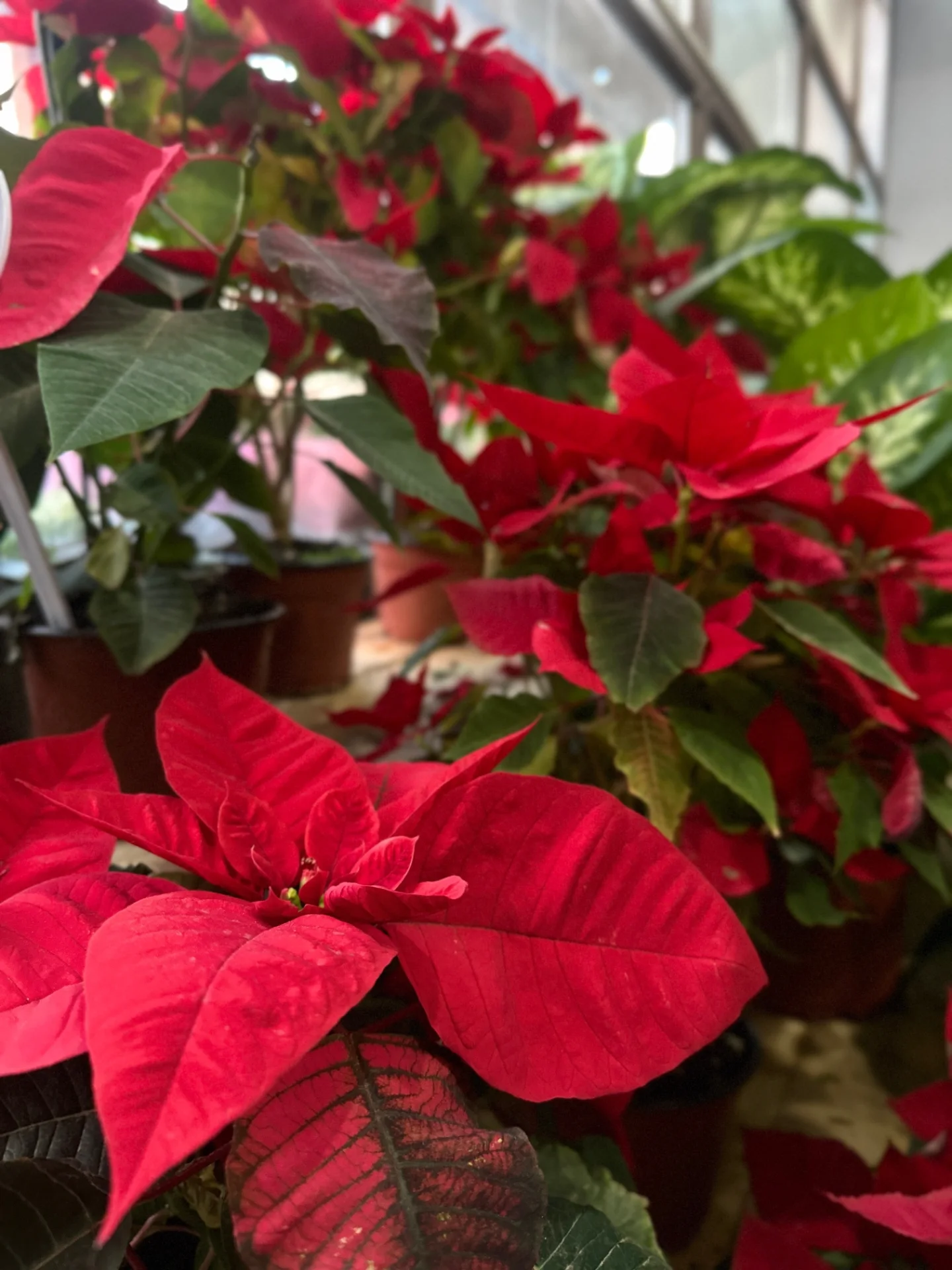 Atatürk çiçeği Safranbolu