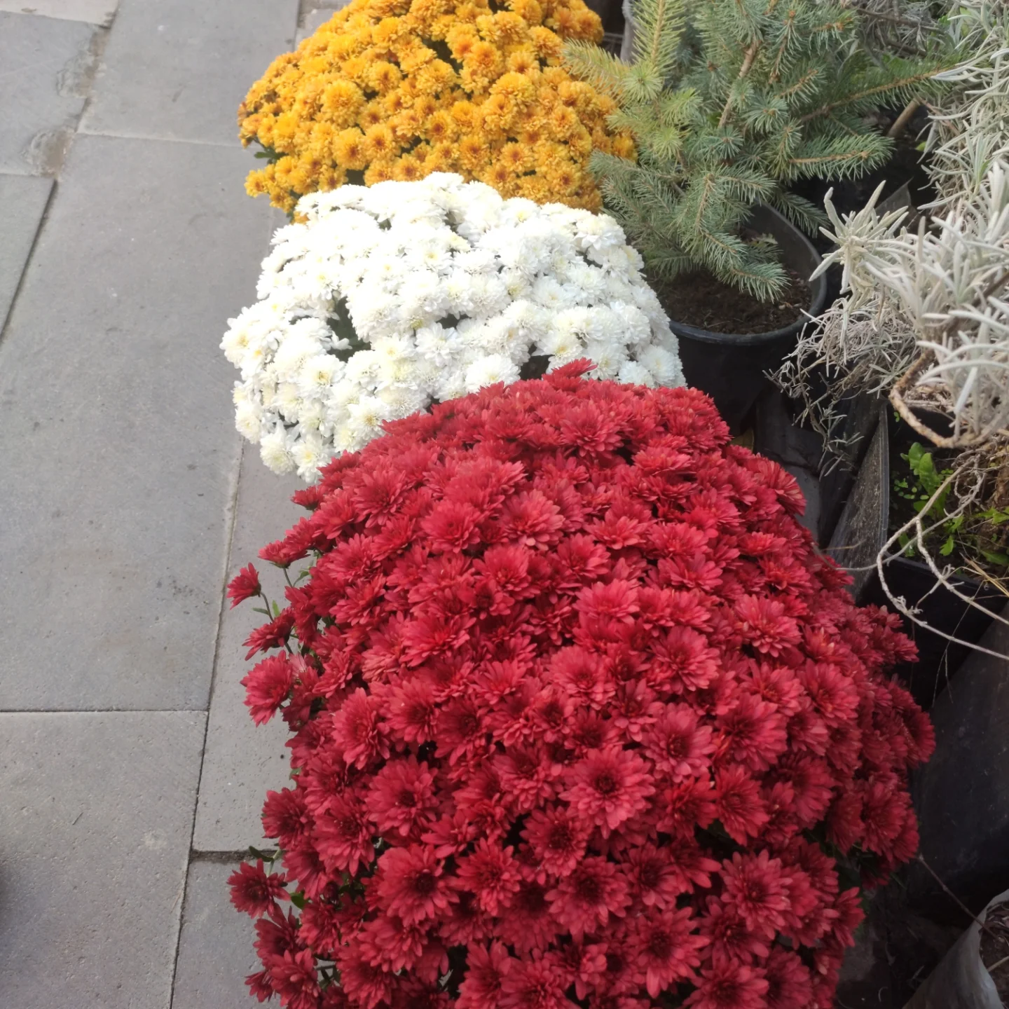 Safranbolu fide satış